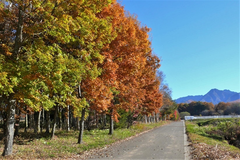 http://www.alpico.co.jp/shikinomori/news/images/P1270141.JPG