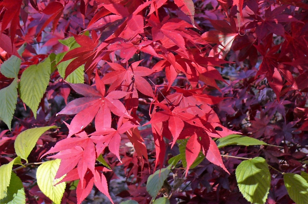 http://www.alpico.co.jp/shikinomori/news/images/P1270153.JPG