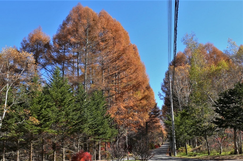 http://www.alpico.co.jp/shikinomori/news/images/P1270193.JPG