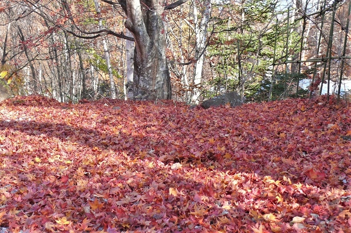 http://www.alpico.co.jp/shikinomori/news/images/P1270259.JPG