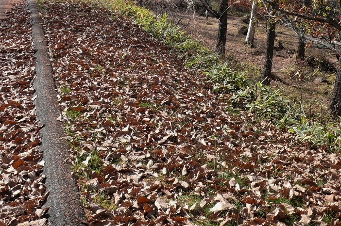 http://www.alpico.co.jp/shikinomori/news/images/P1270275.JPG