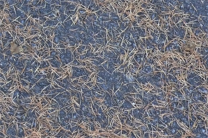 http://www.alpico.co.jp/shikinomori/news/images/P1270278.JPG