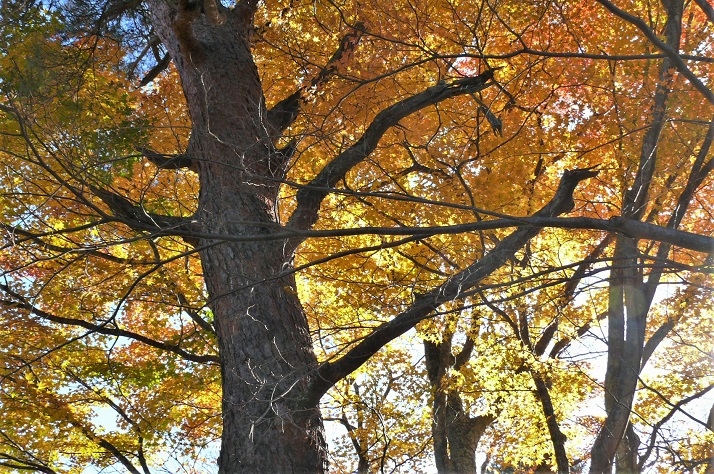 http://www.alpico.co.jp/shikinomori/news/images/P1270296.JPG