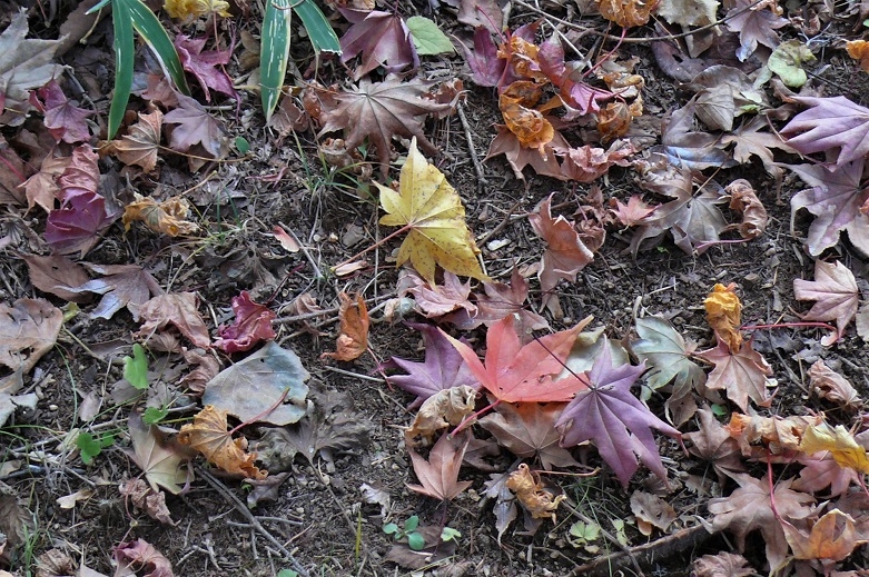 http://www.alpico.co.jp/shikinomori/news/images/P1270320.JPG