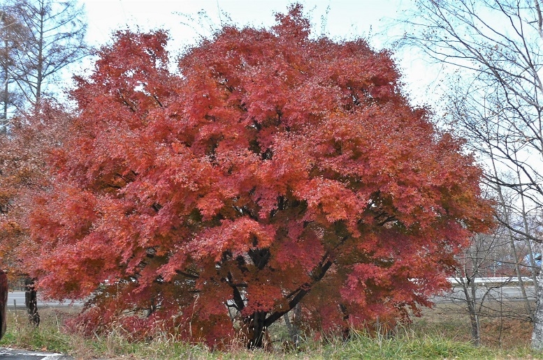 http://www.alpico.co.jp/shikinomori/news/images/P1270324.JPG