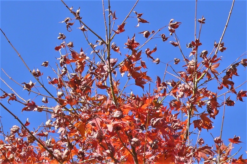 http://www.alpico.co.jp/shikinomori/news/images/P1270355.JPG