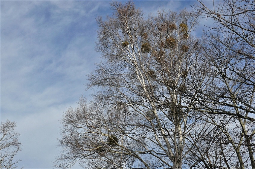 http://www.alpico.co.jp/shikinomori/news/images/P1270373.JPG