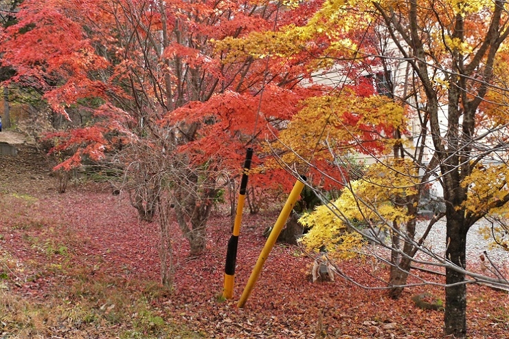 http://www.alpico.co.jp/shikinomori/news/images/P1270378.JPG