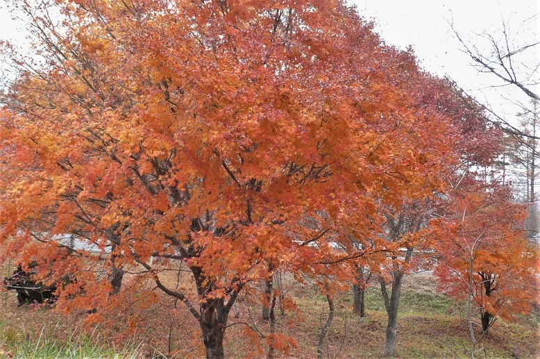 http://www.alpico.co.jp/shikinomori/news/images/P1270425.JPG