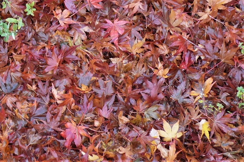 http://www.alpico.co.jp/shikinomori/news/images/P1270439.JPG