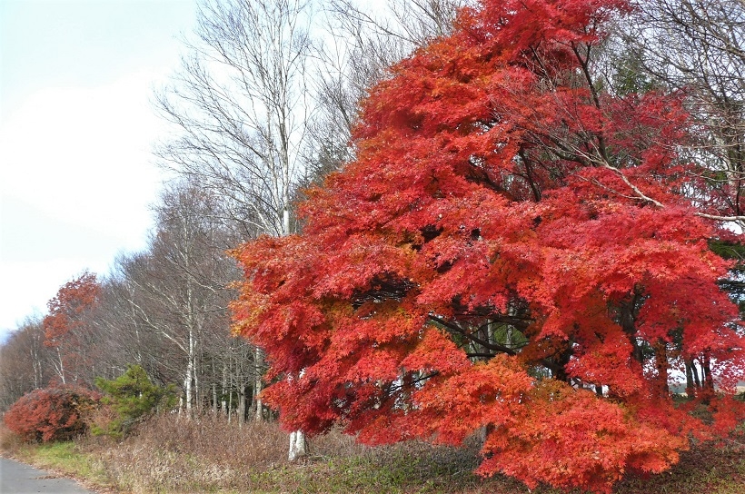 http://www.alpico.co.jp/shikinomori/news/images/P1270477.JPG