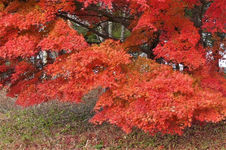 http://www.alpico.co.jp/shikinomori/news/images/P1270478.JPG
