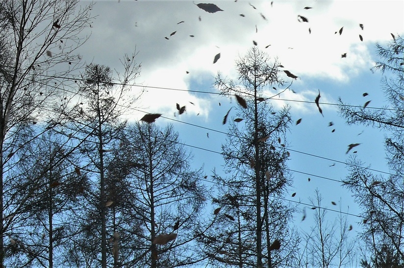 http://www.alpico.co.jp/shikinomori/news/images/P1270533.JPG