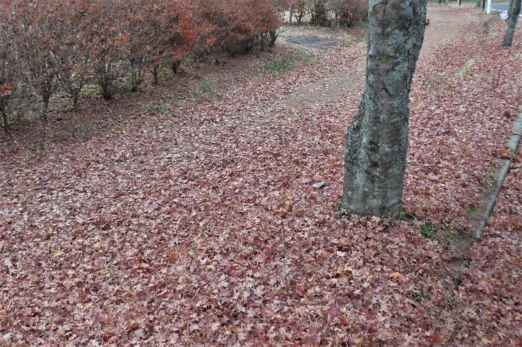http://www.alpico.co.jp/shikinomori/news/images/P1270572.JPG