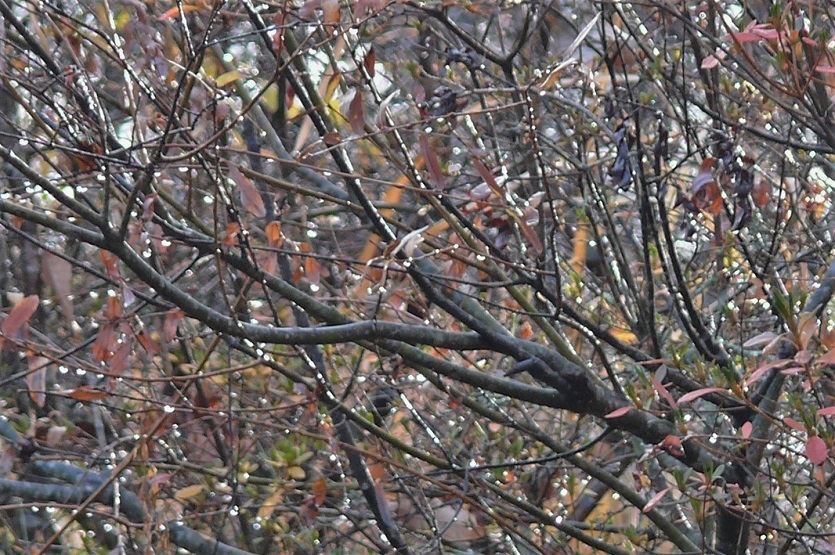 http://www.alpico.co.jp/shikinomori/news/images/P1270651.JPG
