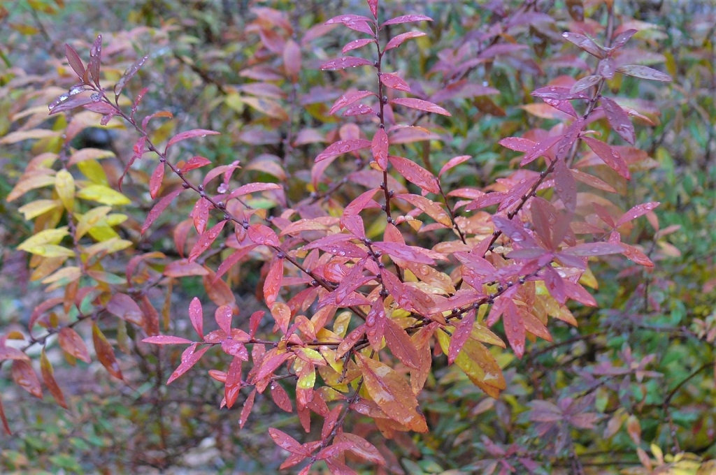 http://www.alpico.co.jp/shikinomori/news/images/P1270675.JPG