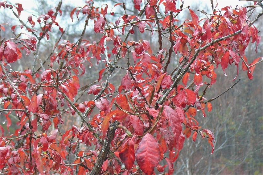 http://www.alpico.co.jp/shikinomori/news/images/P1270682.JPG