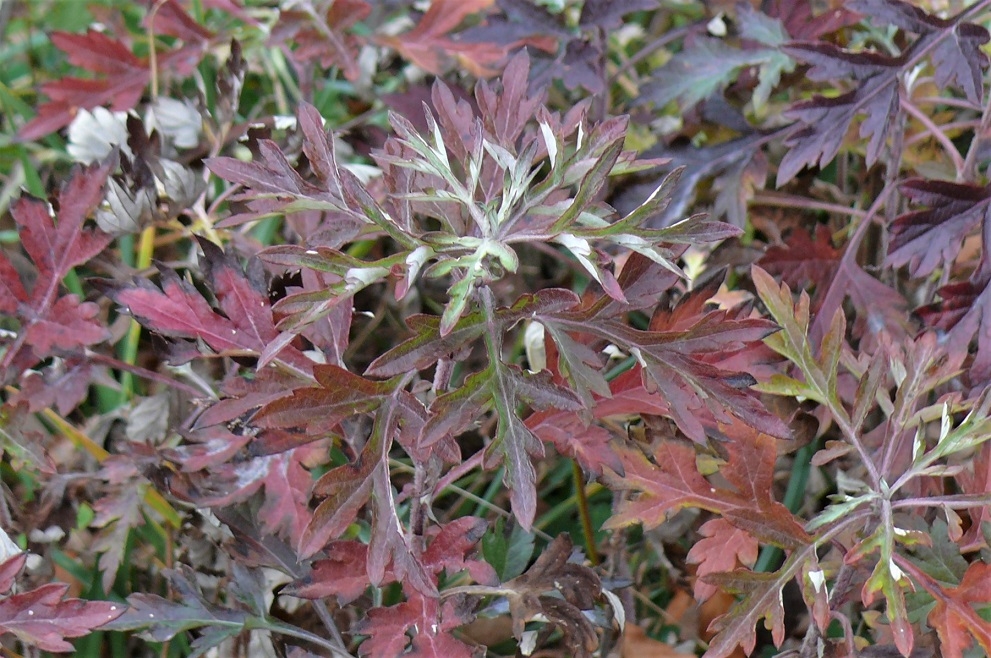 http://www.alpico.co.jp/shikinomori/news/images/P1270729.JPG