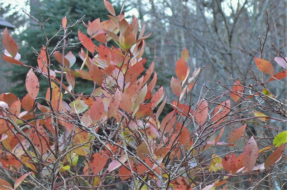 http://www.alpico.co.jp/shikinomori/news/images/P1270759.JPG