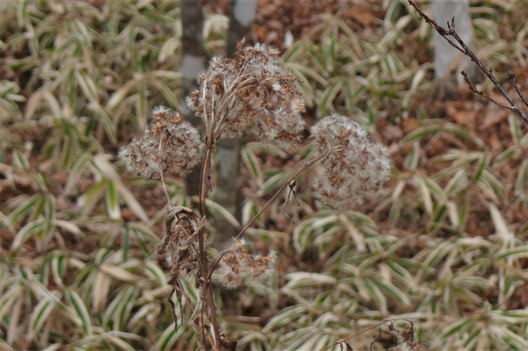 http://www.alpico.co.jp/shikinomori/news/images/P1270868.JPG