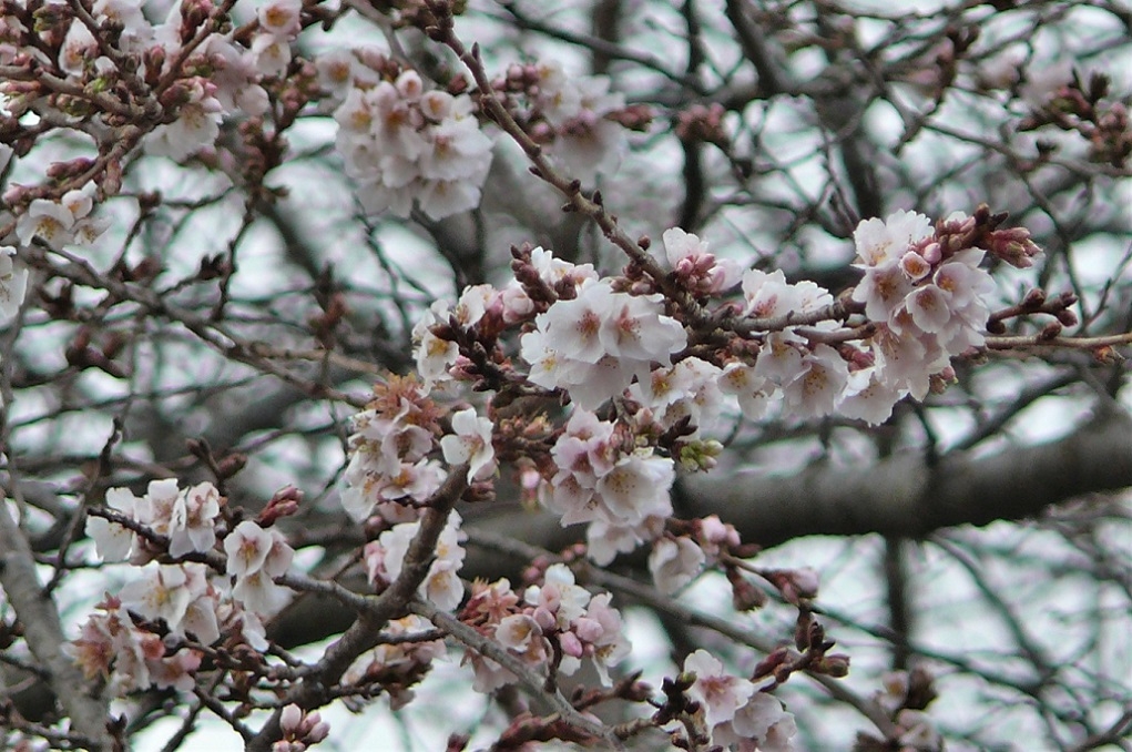 http://www.alpico.co.jp/shikinomori/news/images/P1270880.JPG