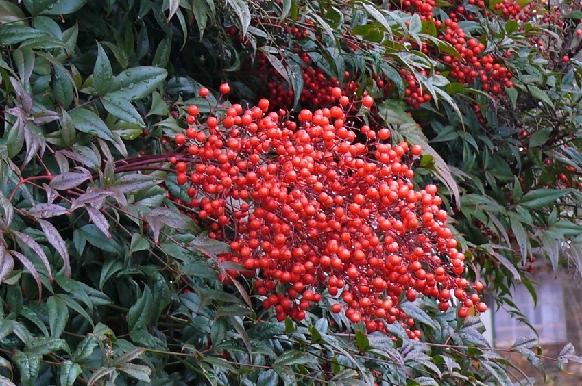 http://www.alpico.co.jp/shikinomori/news/images/P1270887.JPG