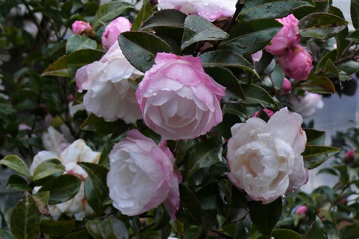 http://www.alpico.co.jp/shikinomori/news/images/P1270888.JPG