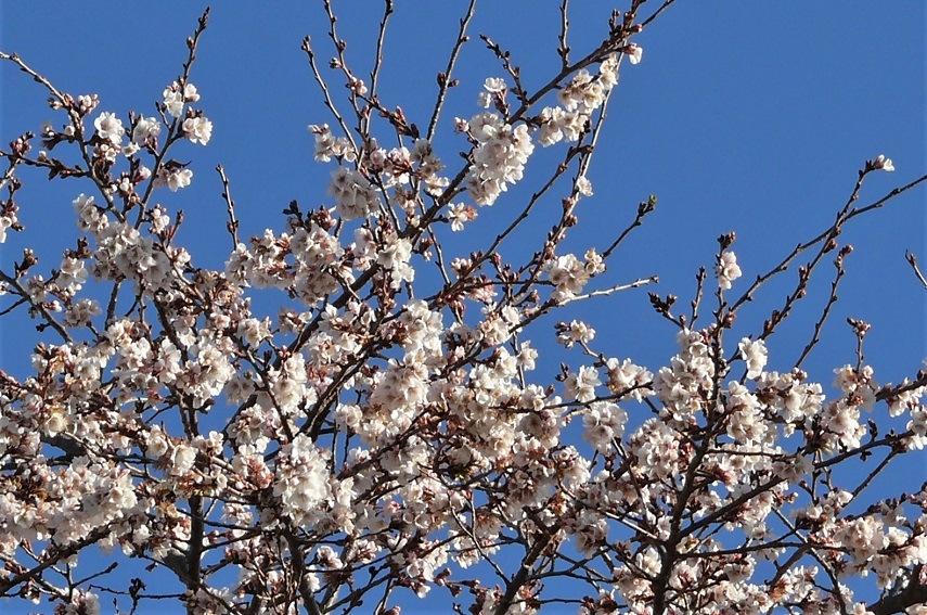 http://www.alpico.co.jp/shikinomori/news/images/P1270980.JPG