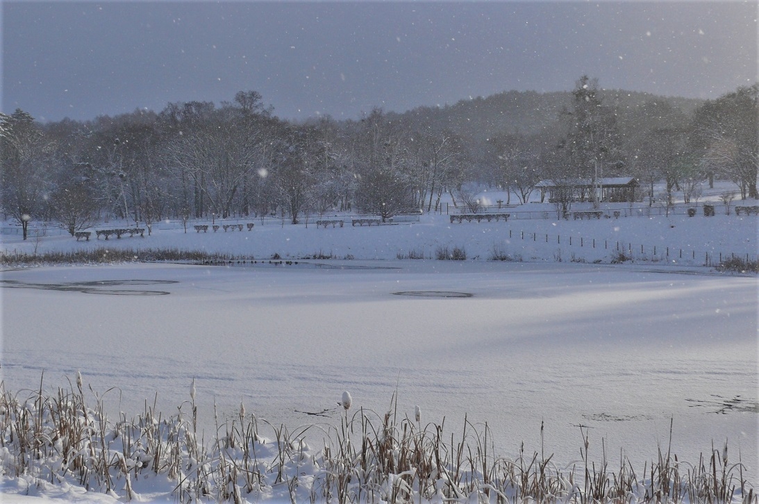 http://www.alpico.co.jp/shikinomori/news/images/P1280364.JPG