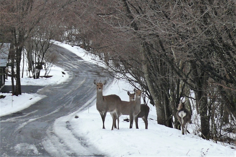 http://www.alpico.co.jp/shikinomori/news/images/P1280475.JPG