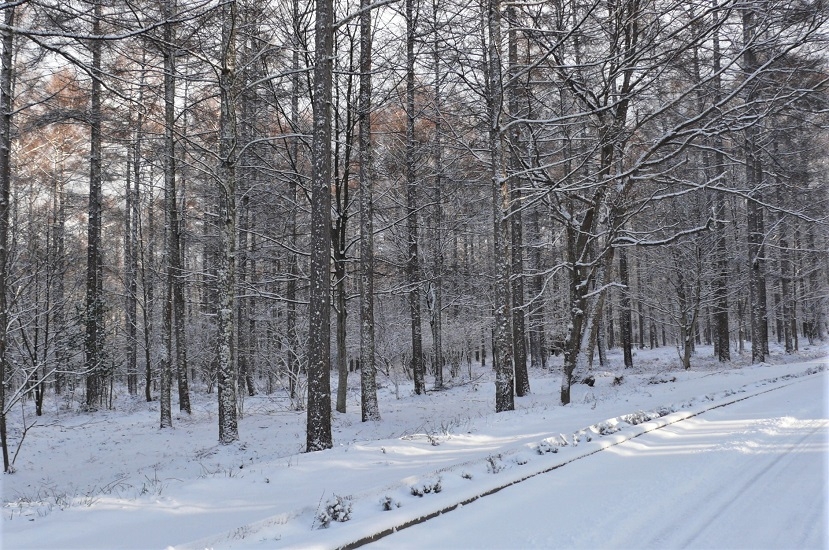 http://www.alpico.co.jp/shikinomori/news/images/P1280487.JPG