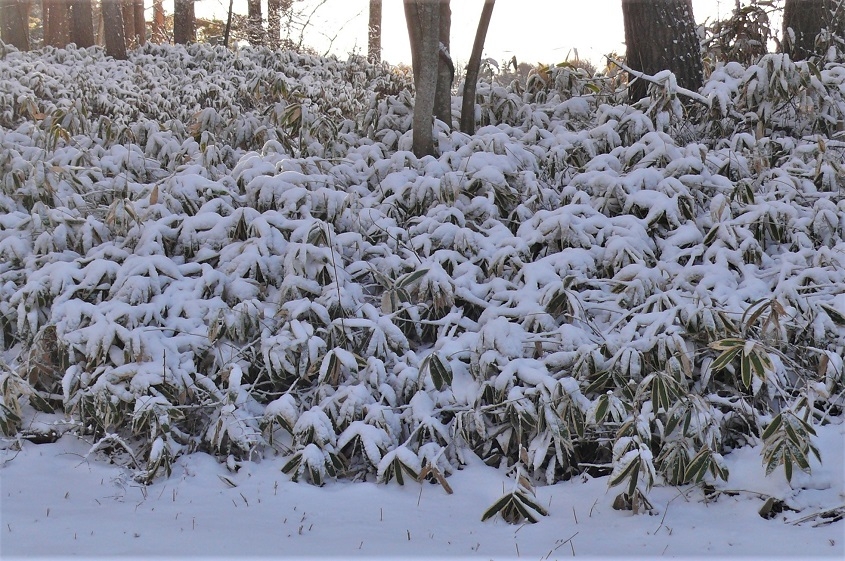 http://www.alpico.co.jp/shikinomori/news/images/P1280488.JPG