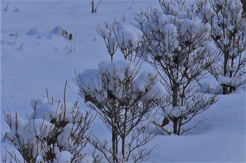 http://www.alpico.co.jp/shikinomori/news/images/P1280611.JPG