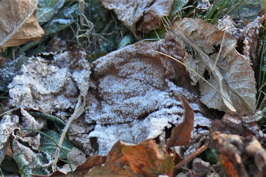 http://www.alpico.co.jp/shikinomori/news/images/P1280765.JPG
