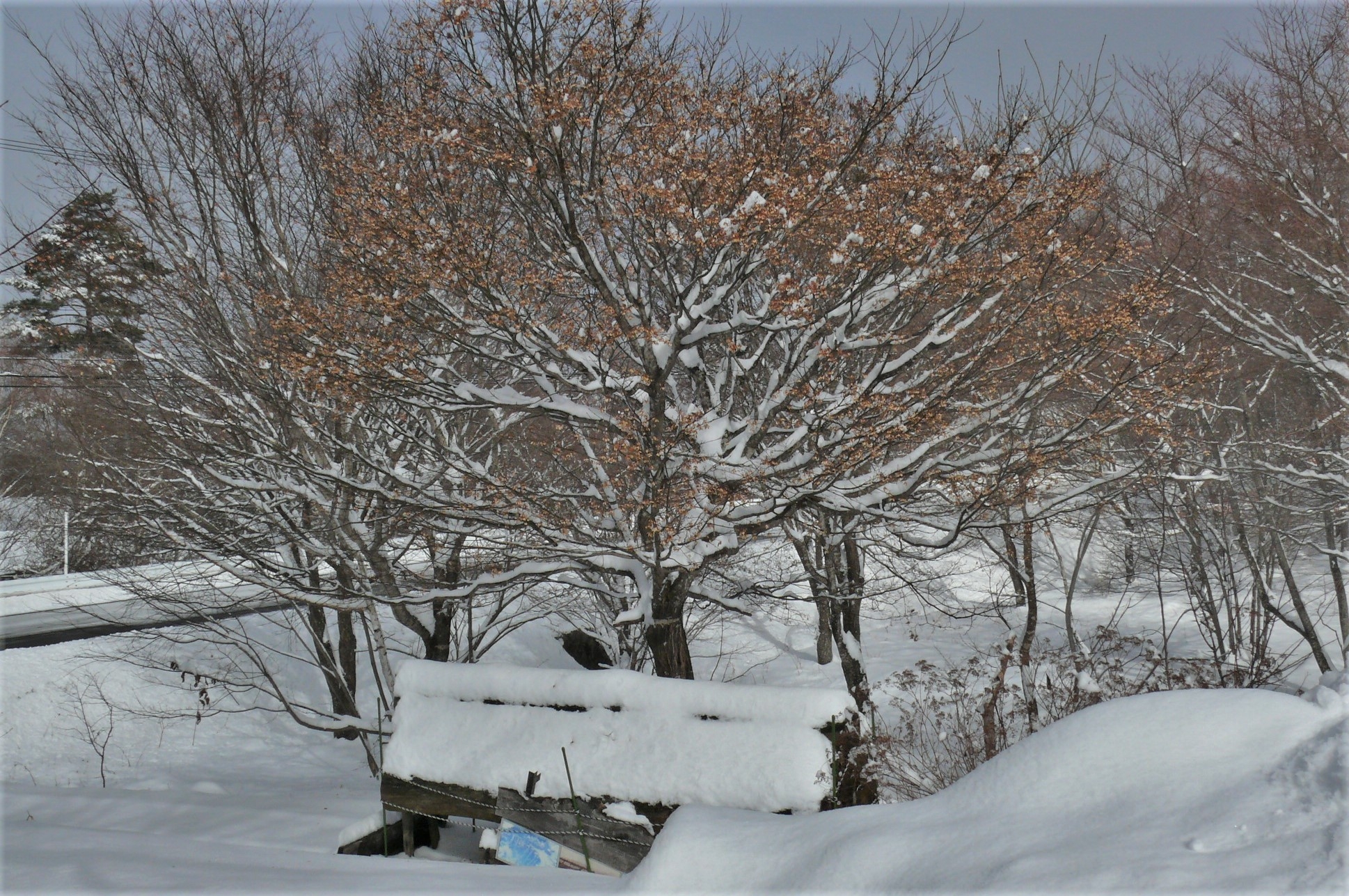 http://www.alpico.co.jp/shikinomori/news/images/P1290546.JPG