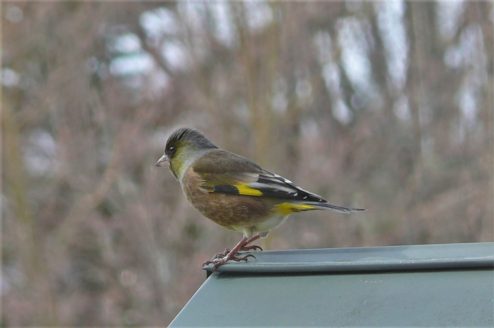 http://www.alpico.co.jp/shikinomori/news/images/P1290609.JPG