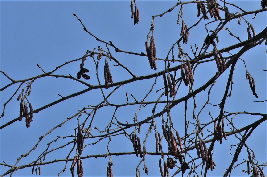 http://www.alpico.co.jp/shikinomori/news/images/P1300114.JPG