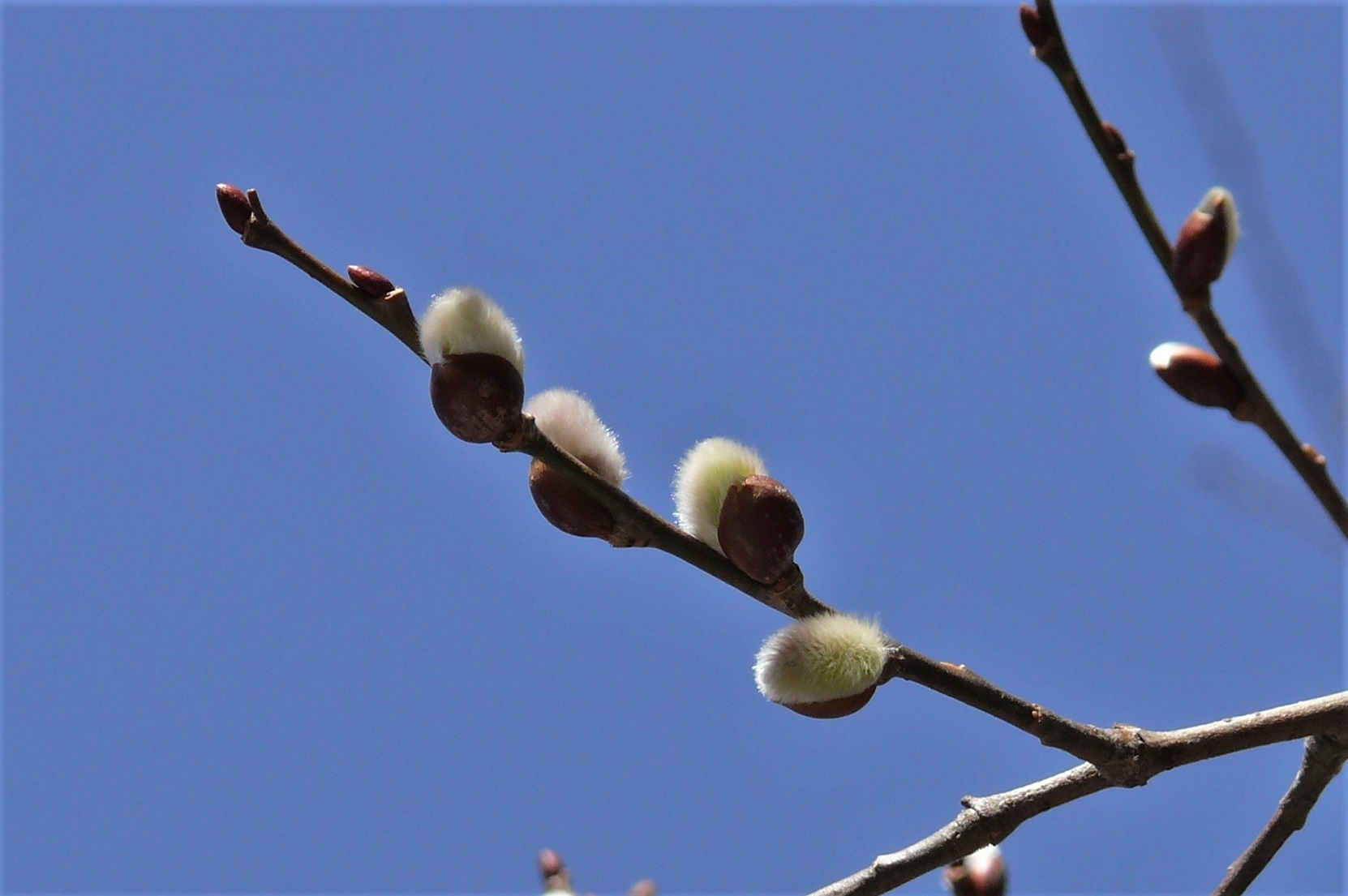 http://www.alpico.co.jp/shikinomori/news/images/P1300211.JPG