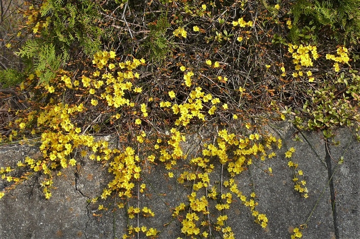 http://www.alpico.co.jp/shikinomori/news/images/P1300237.JPG