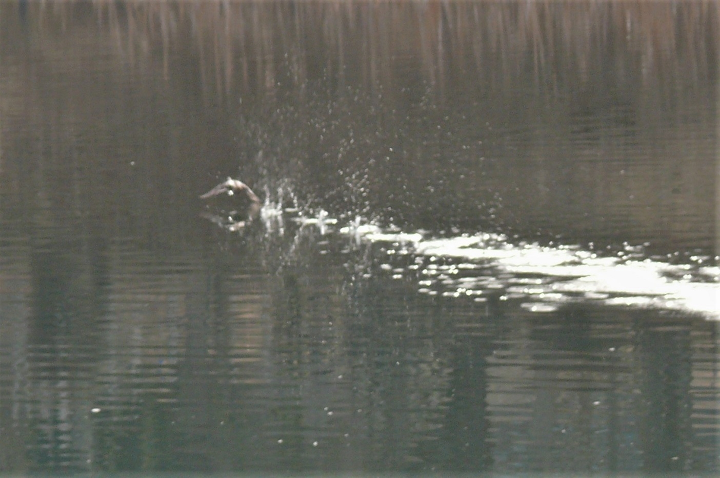 http://www.alpico.co.jp/shikinomori/news/images/P1300250.JPG