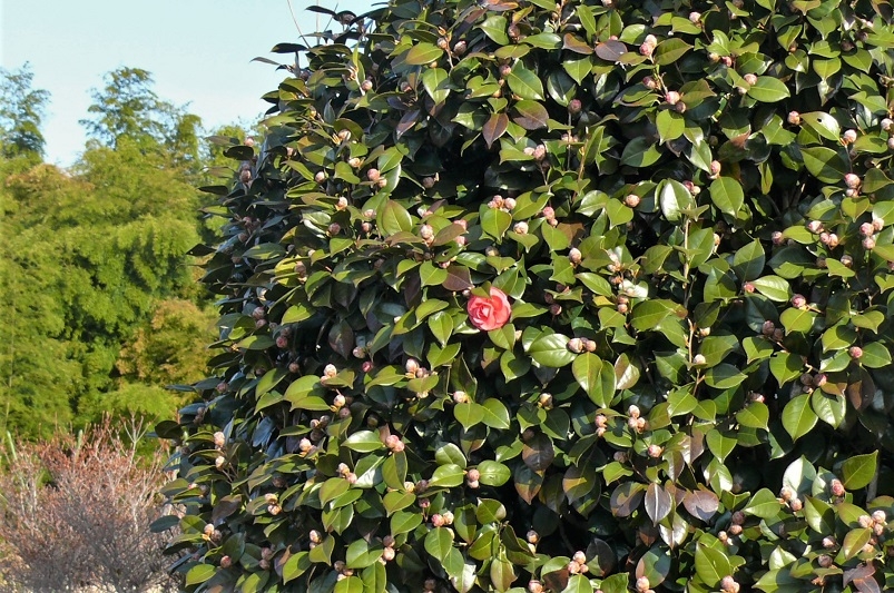 http://www.alpico.co.jp/shikinomori/news/images/P1300335.JPG