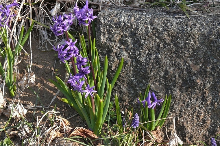 http://www.alpico.co.jp/shikinomori/news/images/P1300338.JPG