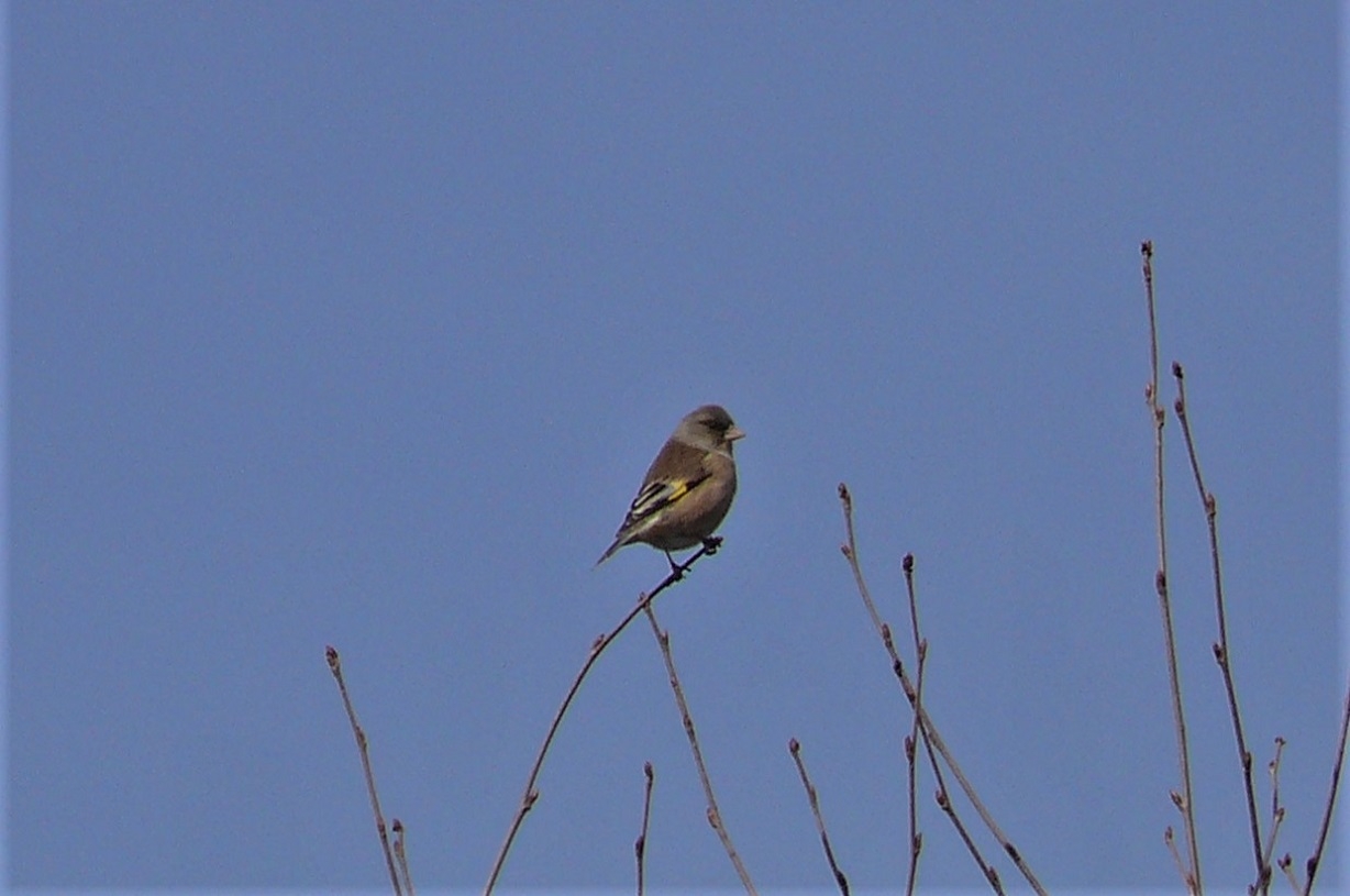 http://www.alpico.co.jp/shikinomori/news/images/P1300350.JPG
