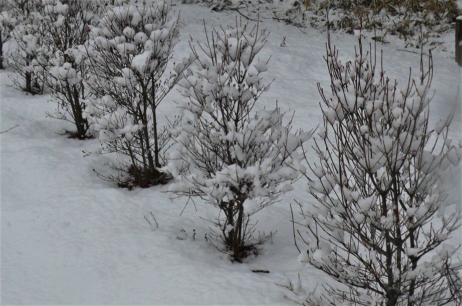 http://www.alpico.co.jp/shikinomori/news/images/P1300389.JPG