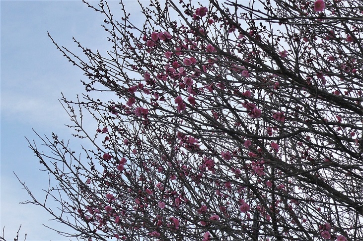 http://www.alpico.co.jp/shikinomori/news/images/P1300464.JPG