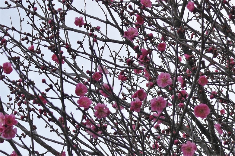 http://www.alpico.co.jp/shikinomori/news/images/P1300465.JPG