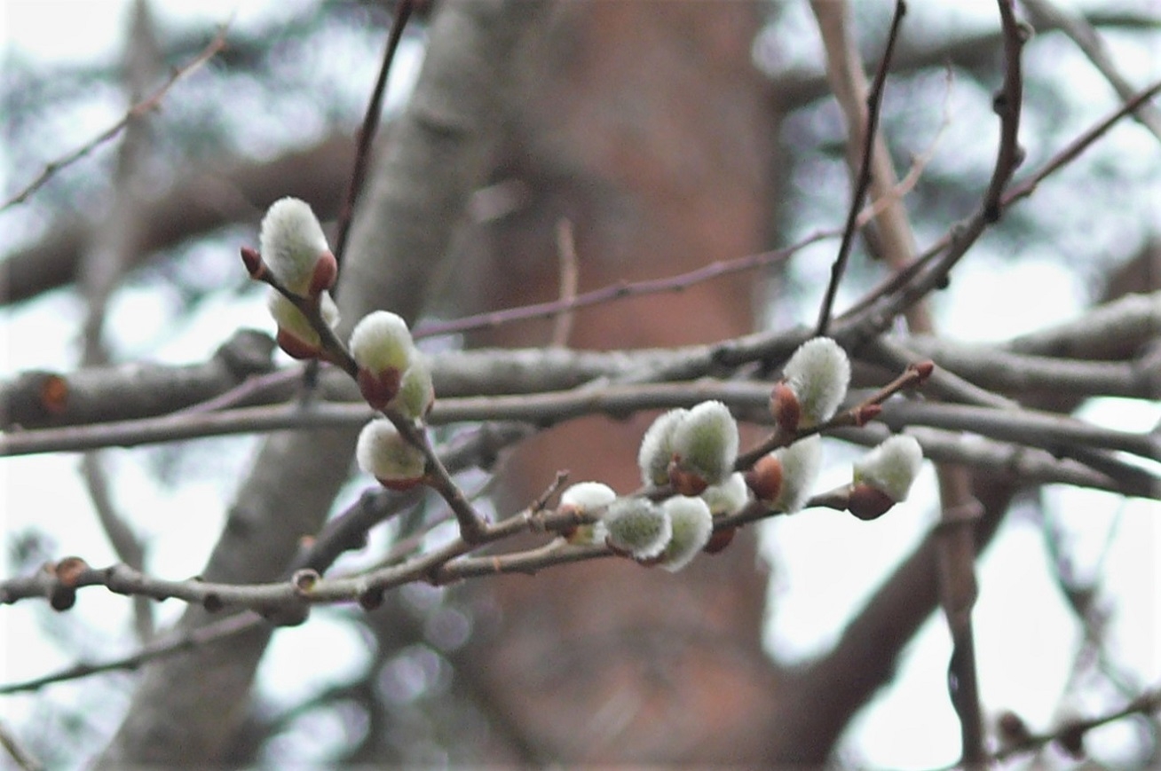 http://www.alpico.co.jp/shikinomori/news/images/P1300560.JPG