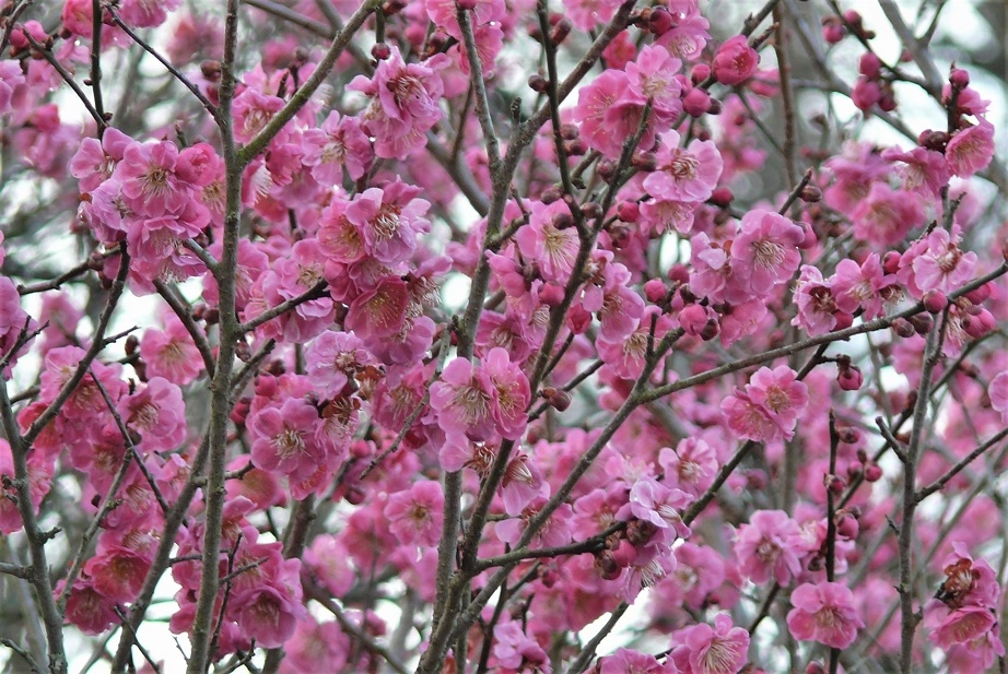 http://www.alpico.co.jp/shikinomori/news/images/P1300633.JPG
