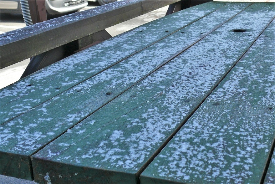 http://www.alpico.co.jp/shikinomori/news/images/P1300694.JPG
