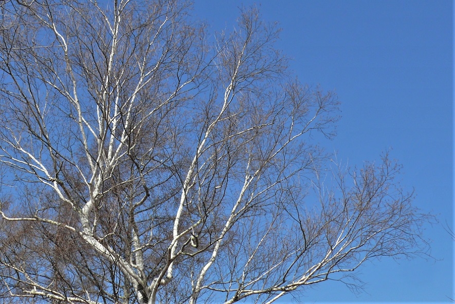 http://www.alpico.co.jp/shikinomori/news/images/P1300739.JPG